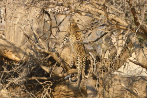 Léopard Kgalagadi Transfrontier NP SA AR-171