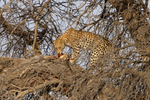 Leopard Kgalagadi Transfrontier NP SA AR-198