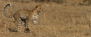 Leopard Kgalagadi Transfrontier NP SA AR-240
