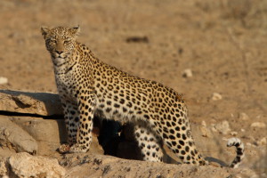 Léopard Kgalagadi Transfrontier NP SA AR-249