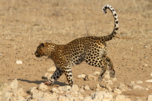 Leopard Kgalagadi Transfrontier NP SA AR-271