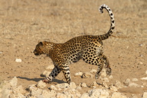 Luipaard Kgalagadi Transfrontier NP SA AR-271