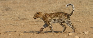 Luipaard Kgalagadi Transfrontier NP SA AR-273