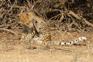 Luipaard Kgalagadi Transfrontier NP SA AR-290