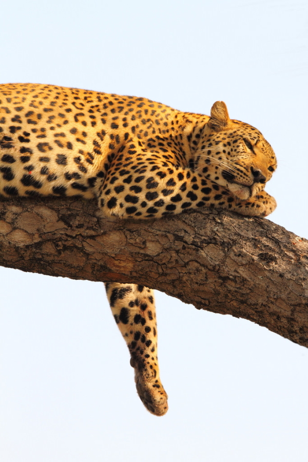 Leopards spend much of their day lounging in trees