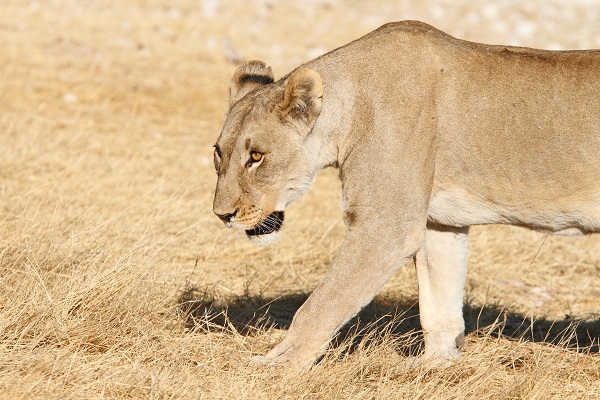 León Etosha Namibia AR