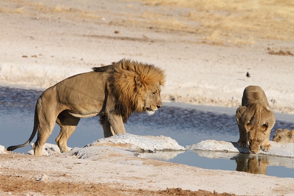 Lion Etosha Namibia AR