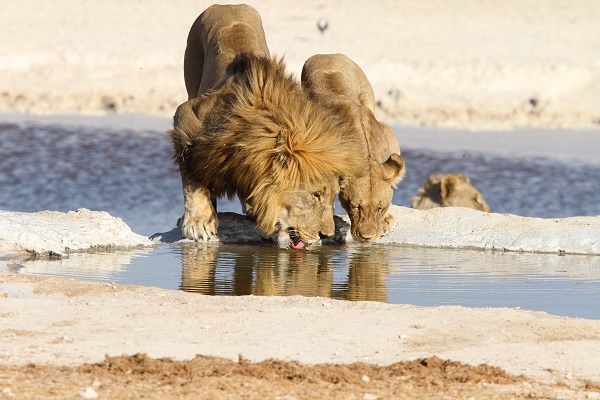 Lion Etosha Namibia AR