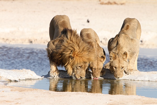 Løve Etosha Namibia AR