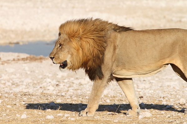 León Etosha Namibia AR