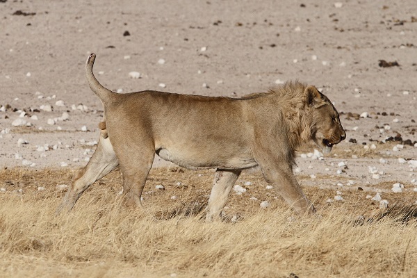 Lion Etosha Namibie AR