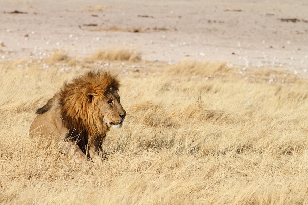 Lion Etosha Namibia AR