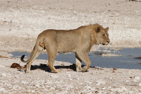 León Etosha Namibia AR