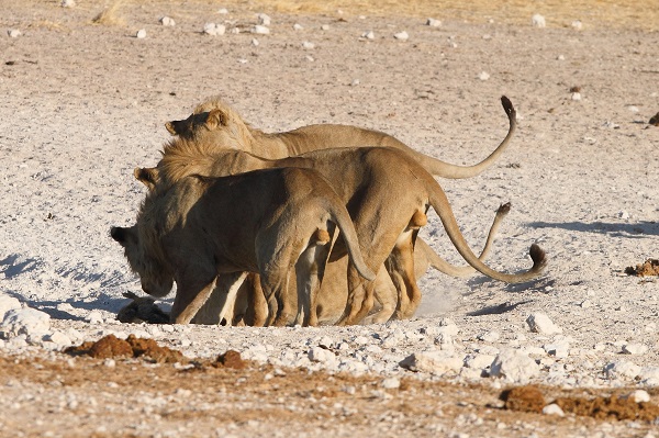 Chacal à dos noir Etosha NP Namibie AR