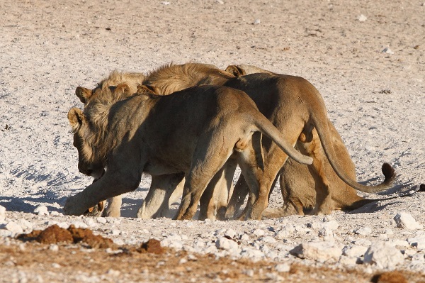 Sjakal, sortrygget Etosha NP Namibia AR