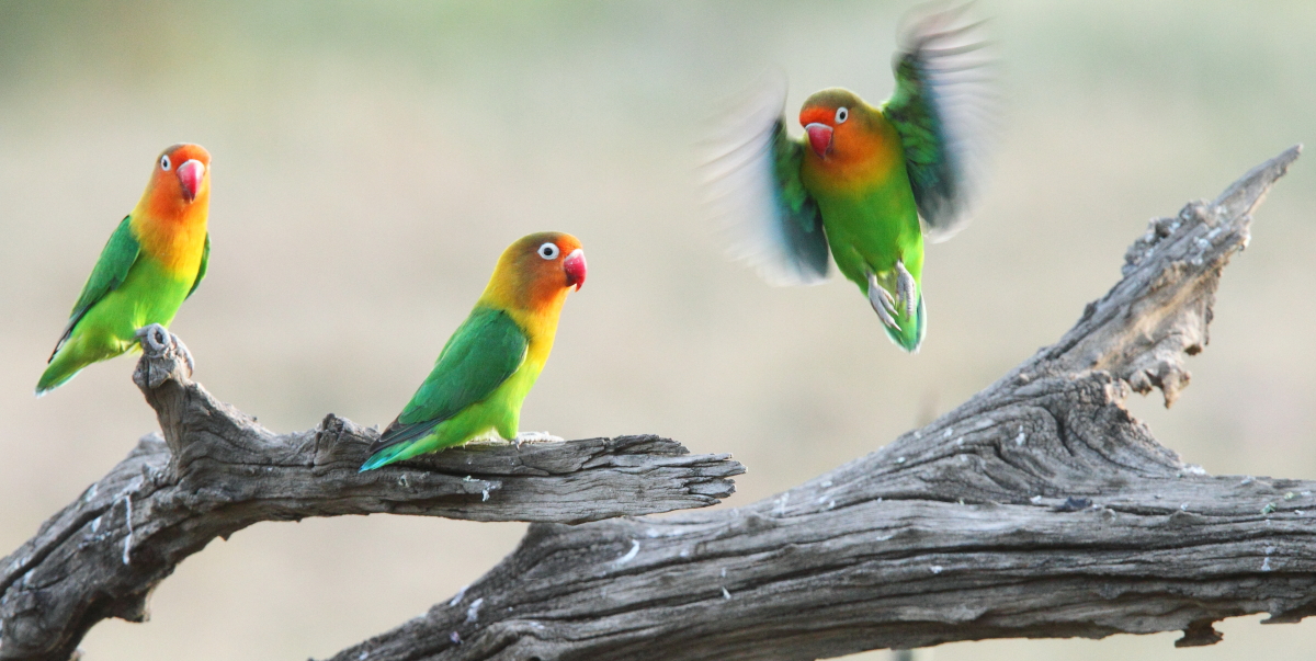 Fischer&#39;s Lovebirds i Serengeti, Tanzania