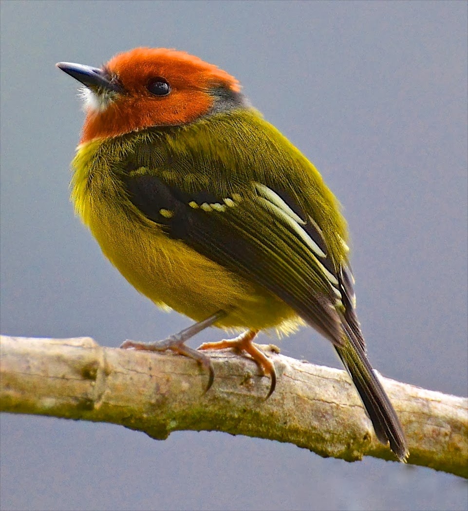 El papamoscas Tody de Lulu, de Clayton Burne