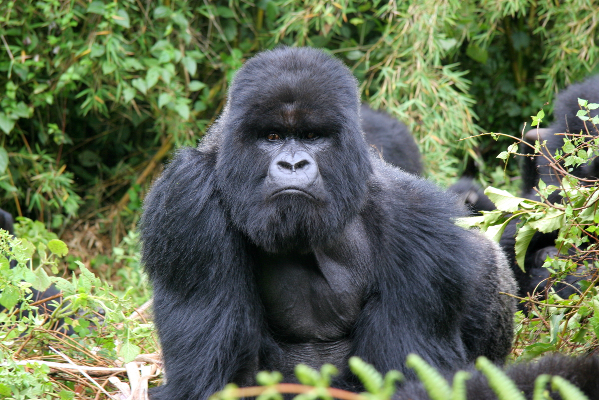 Mountain Gorillas are best observed in Uganda or Rwanda