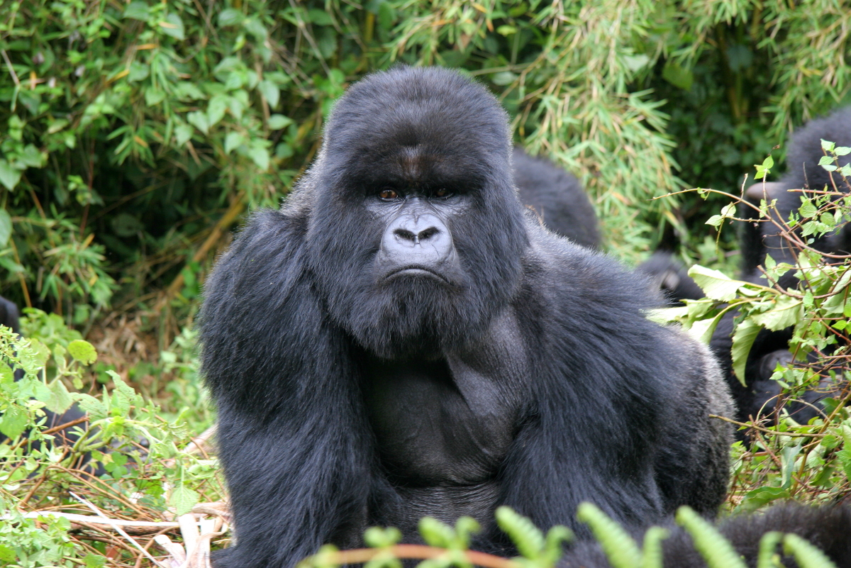 Bergsgorillor observeras bäst i Uganda eller Rwanda