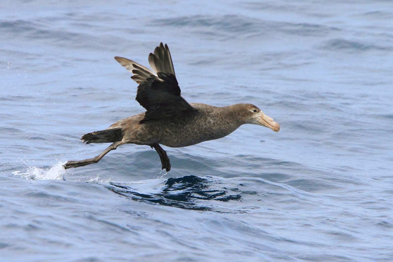 Petrel Gigante del Norte