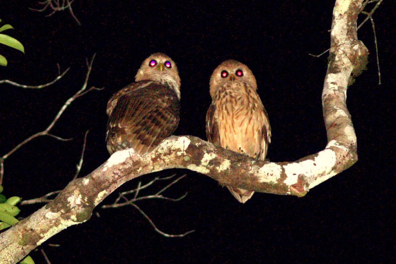 Vermiculated Fishing Owl