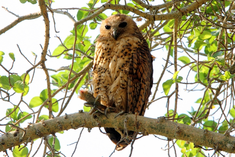 Pel’s Fishing Owl