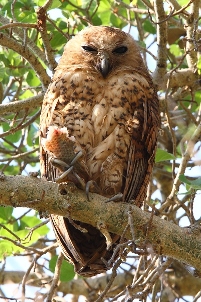 Pel’s Fishing Owl