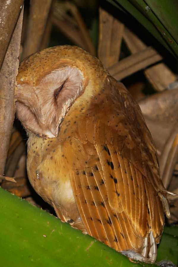 The mythical Red Owl on a day roost at Lake Bemanevika. Photo by Adam Riley