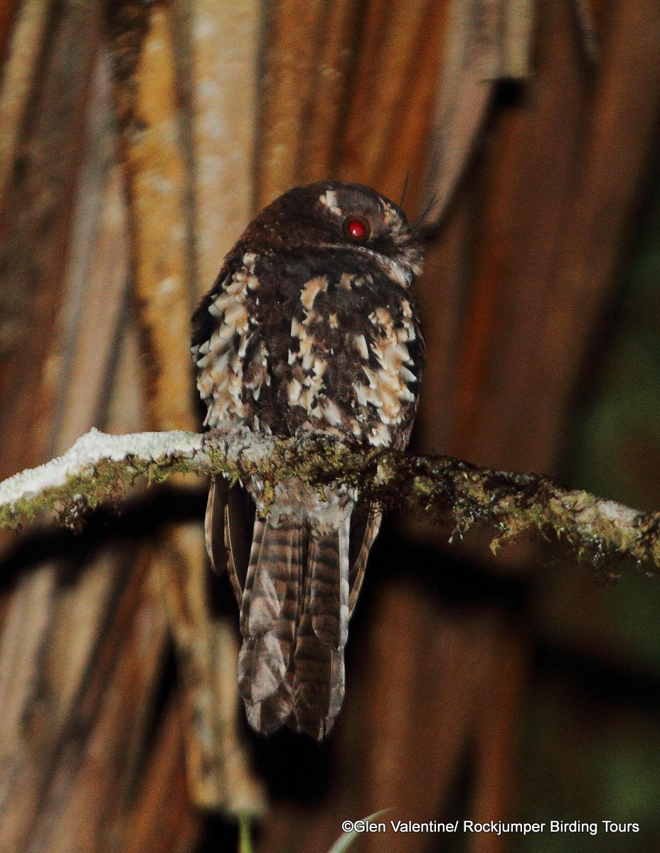 Katachtige Owlet-nachtzwaluw