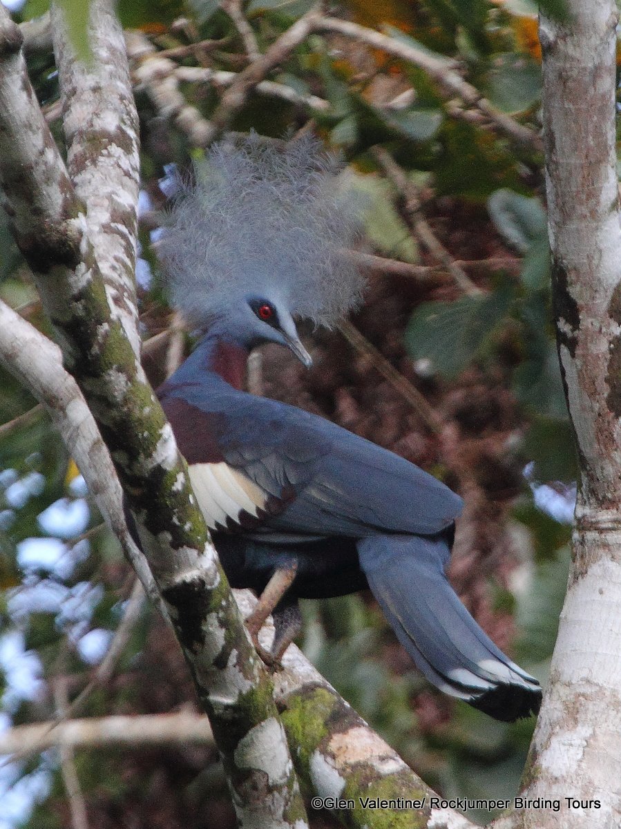 Pigeon couronné du sud