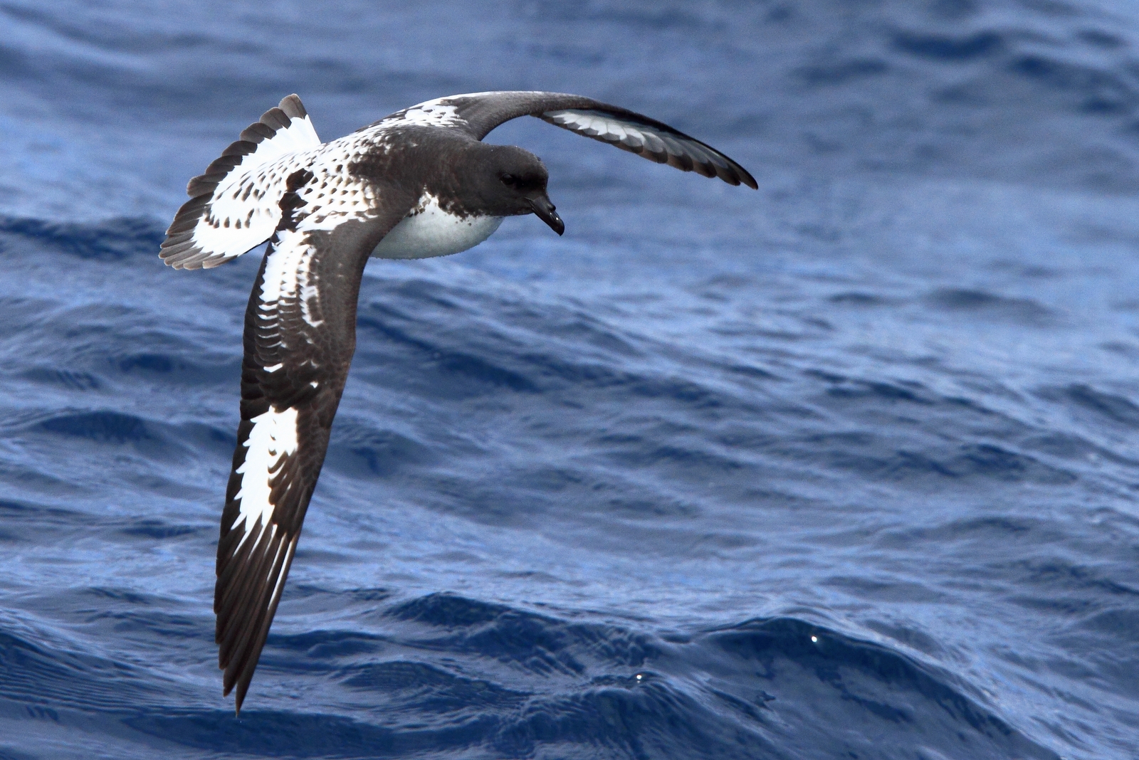 Petrel Pintado