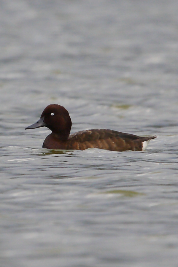 A male Madagascar Pochard, one of the great bird rediscoveries of the past few years! Photo by Adam Riley