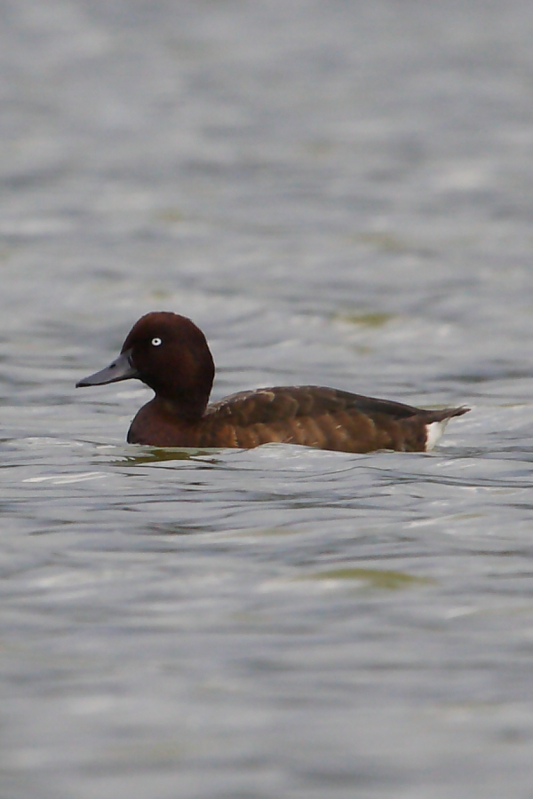 En Madagaskar Pochard han, en af ​​de store genopdagelser af fugle i de sidste par år! Foto af Adam Riley 