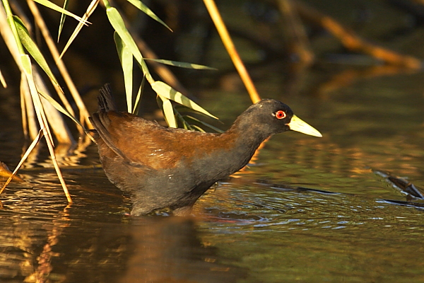 The endangered Sakalava Rail, Lake Kinkony. Photo by Adam Riley