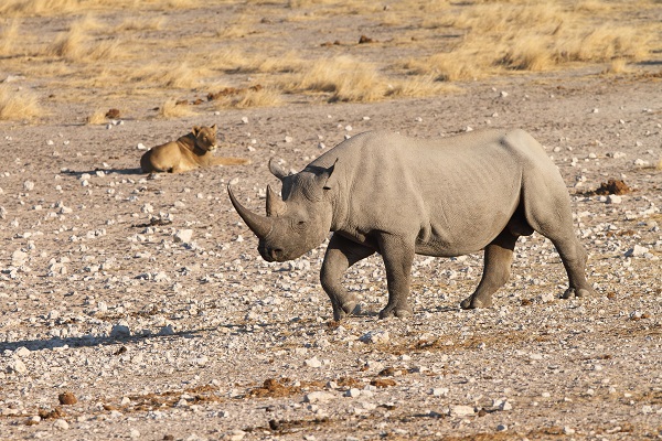 Neushoorn Zwart jaagt op leeuw Etosha Namibië AR