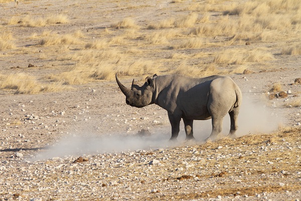 Neushoorn Zwart jaagt op leeuw Etosha Namibië AR