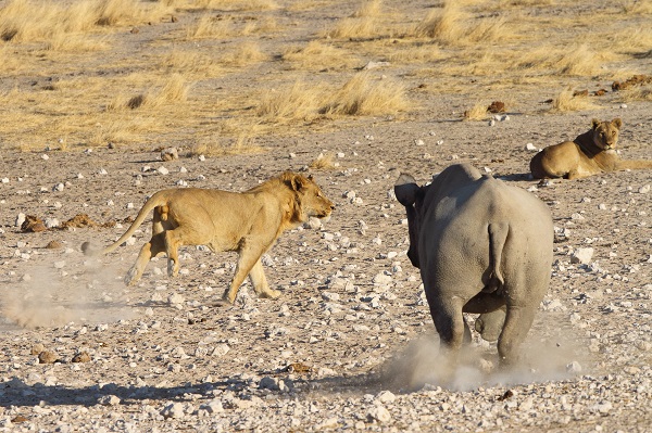 Neushoorn Zwart jaagt op leeuw Etosha Namibië AR