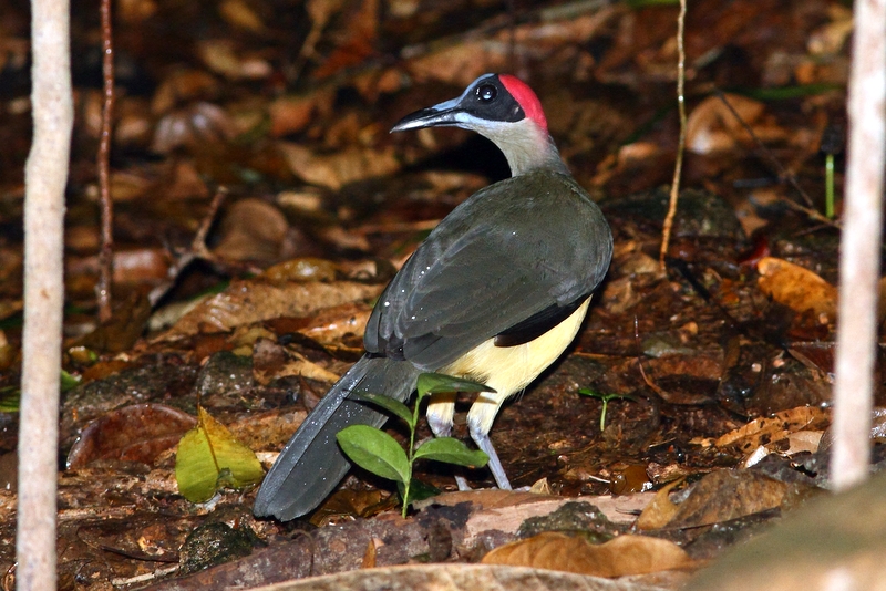 Gråhalset Rockfowl