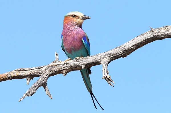 Roller à poitrine lilas