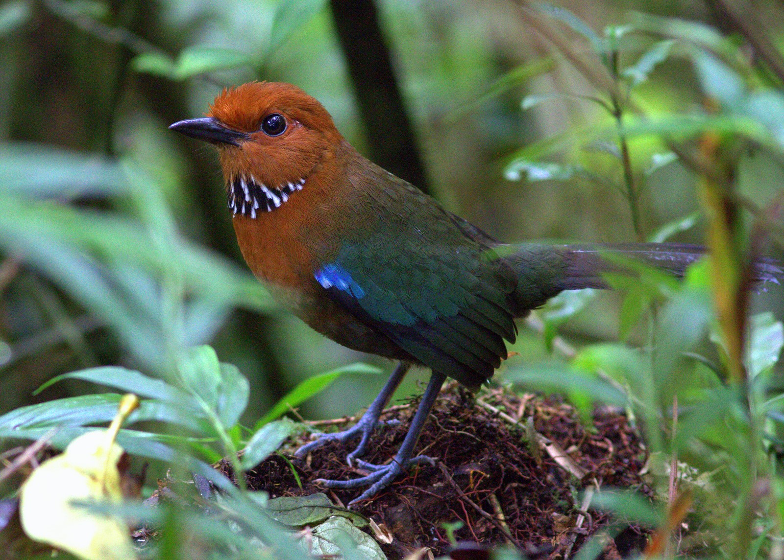 Rufous-headed Ground Roller