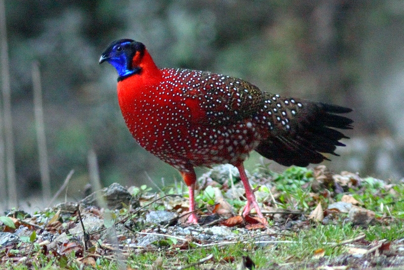 Satyr Tragopan