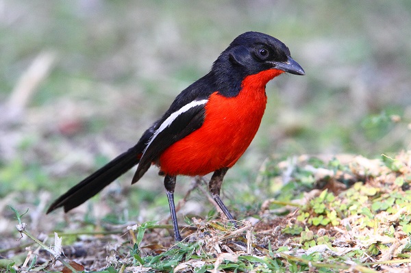 Crimson-breasted Shrike