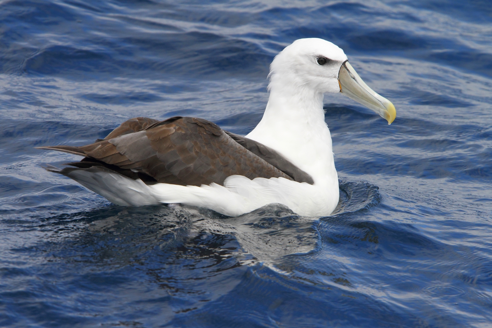 Blyg albatross