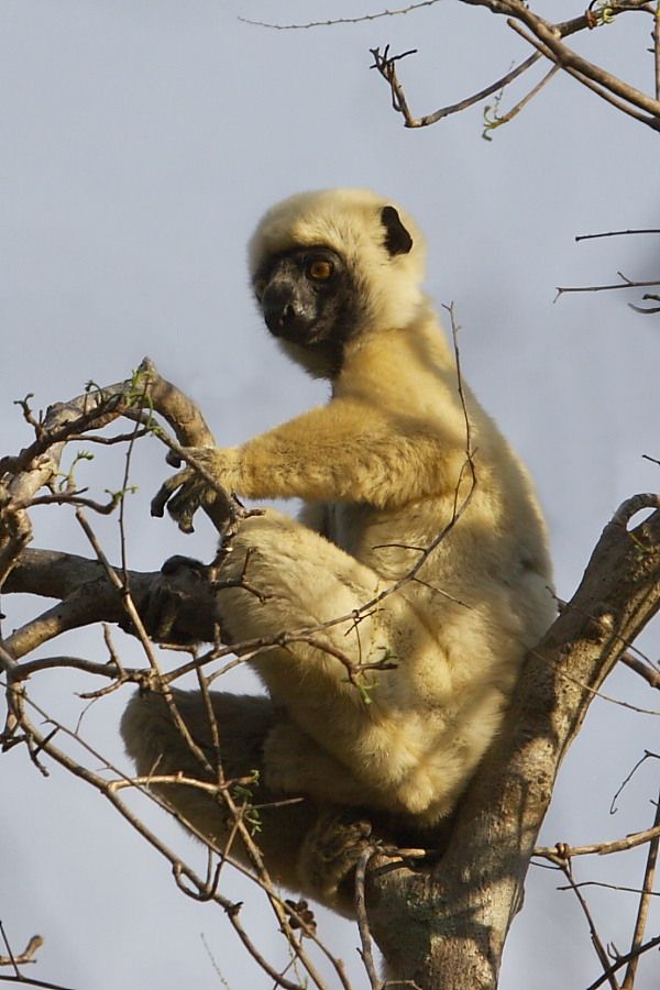 Von der Deckens Sifaka är en hotad lemurart som finns i de återstående skogarna runt Kinkonysjön. Foto av Adam Riley 