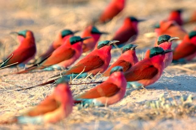 Southern Carmine Bee-eaters by Andrew Stainthorpe