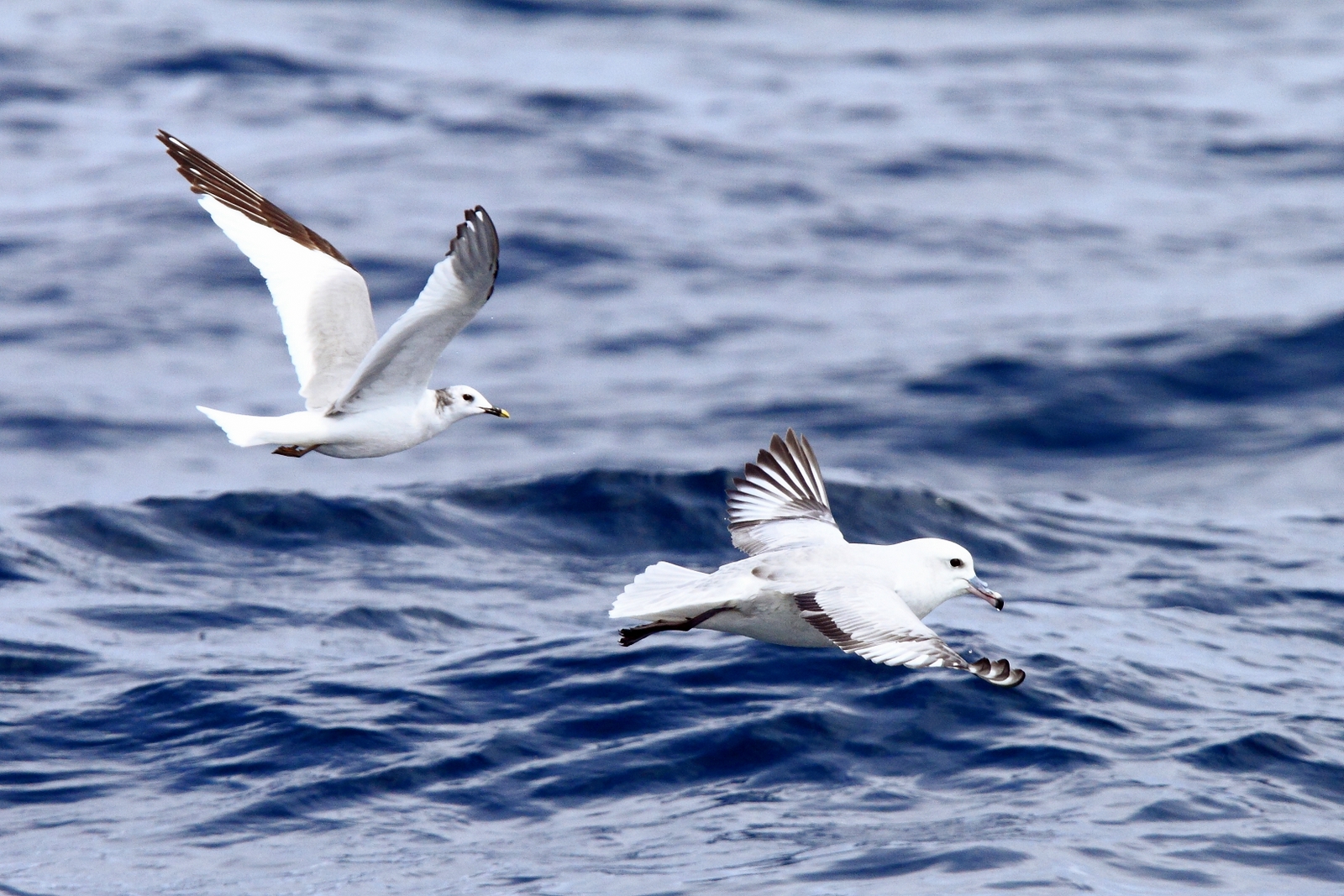 Fulmar méridional et Mouette de Sabine