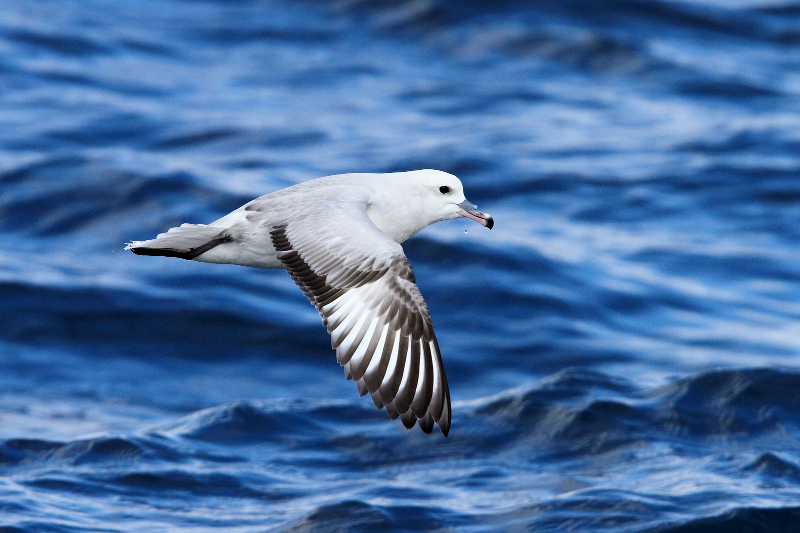 Sydlig fulmar