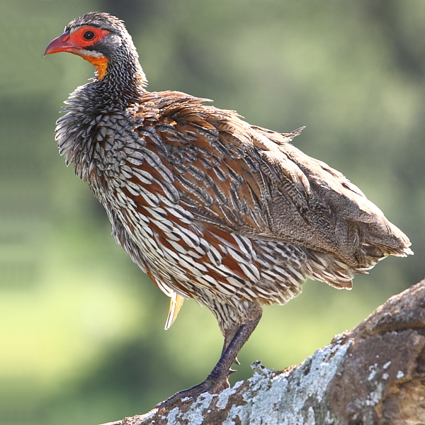 El atractivo Spurfowl de pecho gris es endémico del ecosistema del Serengeti.