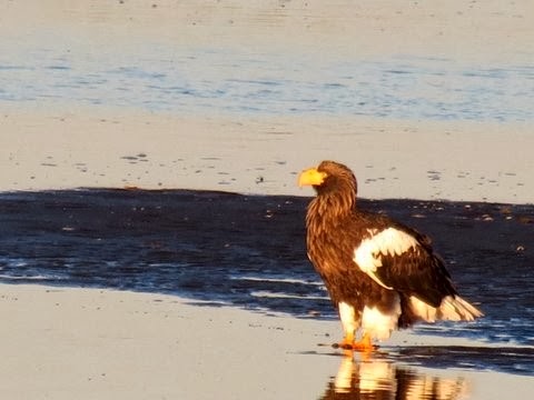 L&#39;aigle de mer de Steller par Erik Forsyth