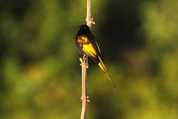 The aberrant Golden-winged Sunbird is one of the target species on the forested crater rim